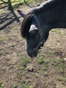 Catching a pony