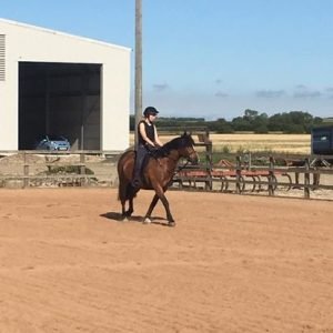 Irish Cob